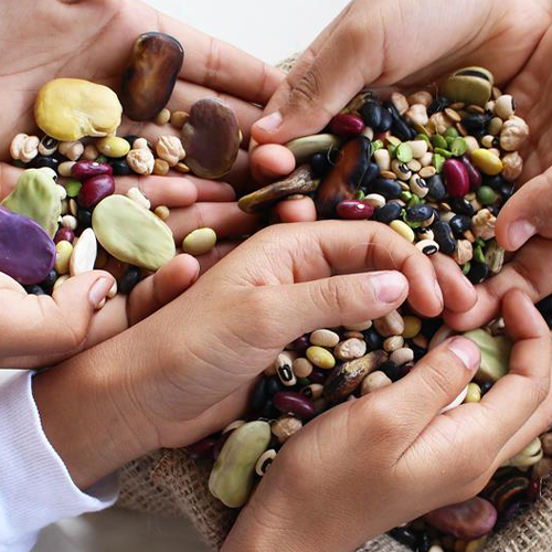 Pulses processors and suppliers 